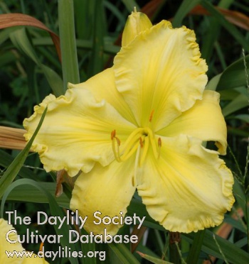 Daylily Butter Cream